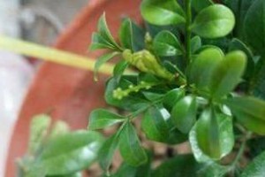 米兰不开花的原因（探究米兰花卉枯萎背后的原因）