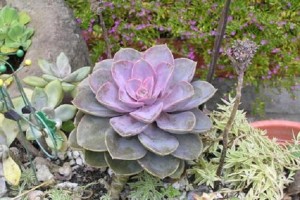 如何养殖最耐活的骨刺花？（打造绿色居家环境，从养殖最耐活的骨刺花开始）