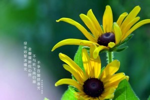 菊花是多年生植物！（多年生植物与一年生植物的区别是什么？）