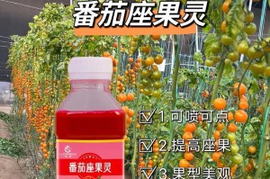 西红柿落花的原因与治疗方法（探究西红柿落花的成因及有效预防措施）