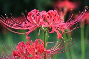 探秘彼岸（揭开神秘的面纱，探究彼岸的真实模样）
