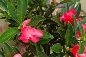 茶花秋天开花的奥秘（探寻茶花在秋季绽放的原因和美丽之处）