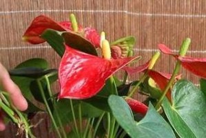 红掌夏季养护指南（夏天如何养殖红掌，红掌夏季养殖技巧）