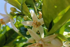 探究桔子花香味是否有毒（桔子花香味成分及安全性探析）