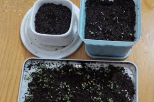 薄荷种子的种植方法与技巧（如何在家里轻松种出香气扑鼻的薄荷）