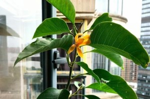 白兰花开花后的修剪技巧（如何让白兰花健康成长——白兰花修剪技巧）
