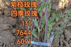 平阴玫瑰花期揭秘（探究平阴玫瑰开花规律及最佳观赏时间）