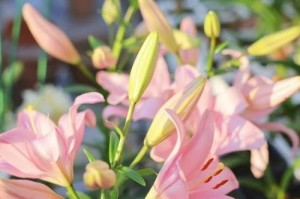 百合花种植的最佳月份（选择适宜季节，打造美丽庭院）