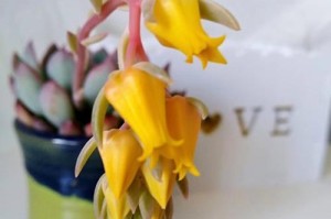 宝石花