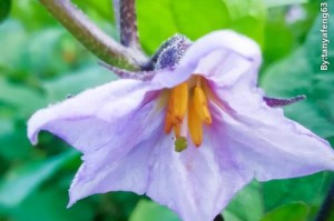 茄子花的颜色及特点（探寻茄子花的色彩奥秘）