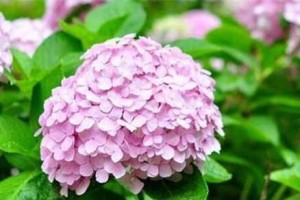 相信花——探寻花语中的信仰之美（揭秘什么花语代表着相信，花语背后的文化寓意）