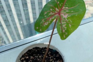 彩叶芋的浇水方法（正确的浇水频率和方法对彩叶芋生长的影响）