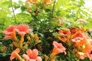 探秘凌霄花的开花时间（了解凌霄花开花的时间和方法）