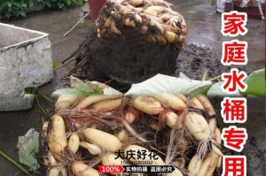 如何种植莲藕盆栽（适合的土壤种植技巧）