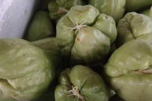 佛手种子的种植方法（让你在家也能种出美丽的佛手花）