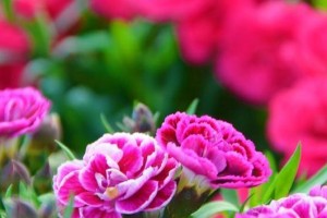 康乃馨的生态适应环境（从气候、土壤到植物周围环境，如何种植及养护康乃馨）