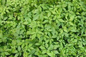 绞股蓝种子的最佳种植时间（科学种植让绞股蓝效益翻倍）
