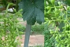 葡萄落果的成因与防治方法（探究葡萄落果的原因，了解防治措施）