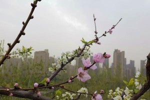 杏是被子植物吗？（探究杏的分类和特征）