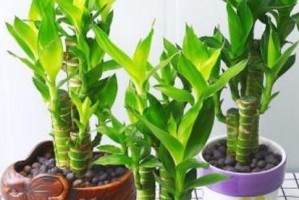 步步高——一种神奇的植物（探究步步高的特点和用途）