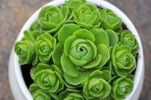 如何种植健康的山地玫瑰？（探究山地玫瑰的土壤需求及养护方法）