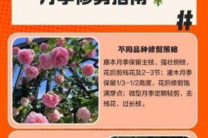 蔷薇花修剪指南（如何修剪蔷薇花让它更美丽？）