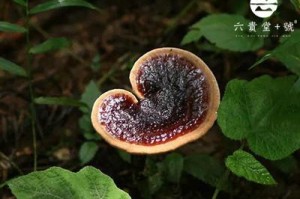 灵芝——珍贵保护植物（认识灵芝的价值与保护）