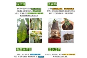 种植发财树的技巧与方法（如何成功种植和养护发财树的关键要素）