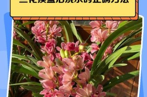 新栽兰花的修剪技巧（掌握修剪技巧，让新栽兰花更健康美丽）
