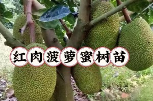 菠萝蜜冬天为什么会掉叶子？（探究菠萝蜜冬季掉叶子的原因及如何应对）
