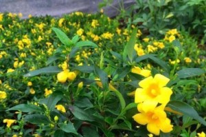 长花期花卉盛开（盘点花期长、花姿美的10种常见花卉）