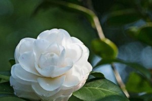 探秘茶花（茶花的品种、形态、生长环境和饮用方法）