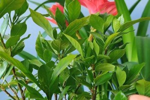 栀子花水黄的制作与应用（探索栀子花水黄的独特魅力与健康价值）