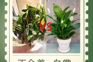 水培白掌的养殖方法与注意事项（轻松养活白掌，让它在家里盛开）