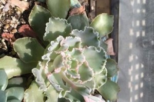 多肉养护神器——胡萝卜水（探秘多肉护理新招，胡萝卜水浇灌提升养护效果）