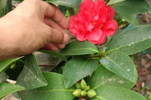 夏天如何养殖山茶花（打造花园的明星，山茶花夏季养殖技巧大揭秘！）