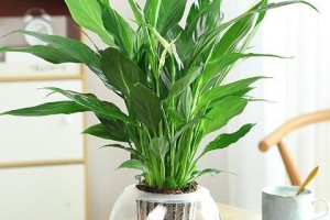 一帆风顺水培的养护方法（让水培植物更旺盛的6个关键点）