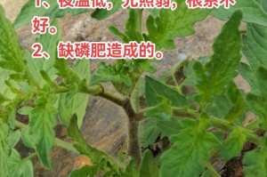 番茄生长周期及速度详解（了解番茄生长周期是为更好的种植管理）