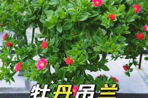 牡丹吊兰的养护与繁殖（一盆种几颗，从栽培到扩繁的全方位指南）