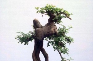 白蜡盆景的养殖与养护（简单易上手的盆景选择，白蜡盆景教你如何打造独一无二的景观）