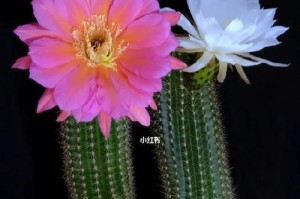 毛花柱开花时间及特性（探讨毛花柱的开花周期及其生态适应性）