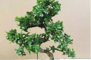 福建茶的养护与养殖（茶叶种植必须掌握的技巧和知识）