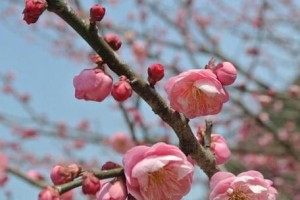 探秘梅花的生长习性和适宜环境（解密梅花的生命密码，寻找成长的精髓）