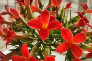 长寿花，寓意长寿，象征吉祥（花开富贵，吉祥长命，家庭幸福，助力风水）