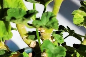 冬季养护长寿花的秘诀（打造温暖的冬日花园，让长寿花持久绽放）