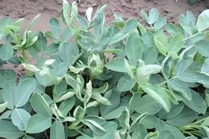 花生花叶病的防治方法（症状、影响及预防措施）
