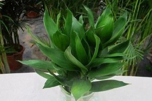 观音竹叶子发黄怎么办？——解决观音竹叶子发黄问题的技巧与方法
