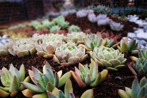 木屑种植多肉的方法（从木屑的选择到育苗技巧，一篇全面的指南）