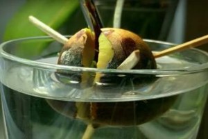 种牛油果种子的步骤和注意事项（如何正确地种植牛油果？）
