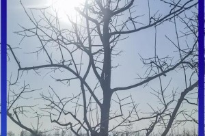 山楂树种植与生长全程详解（掌握种植时间和生长周期，打造美丽山楂园）